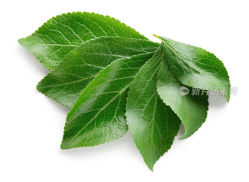 Plum leaf isolated. Plum leaves on white top view. Green fruit leaves flat lay.  Full depth of field.